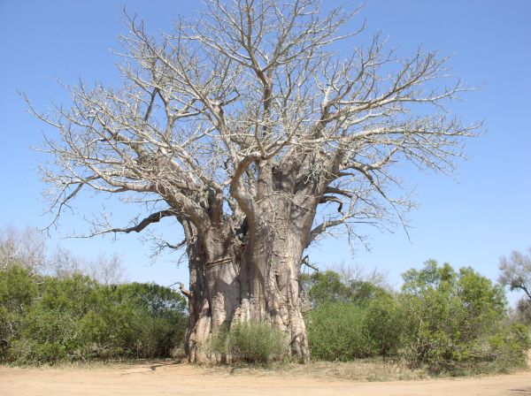 Mpumalanga Baobab  